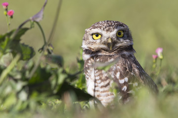 Coruja buraqueira - Owl