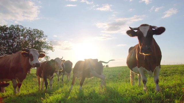 Curious cows in a meadow