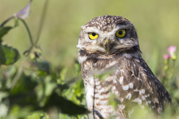 Coruja buraqueira - Owl