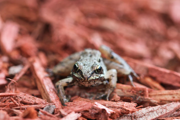 Toad