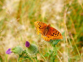 butterfly on thistle flowers