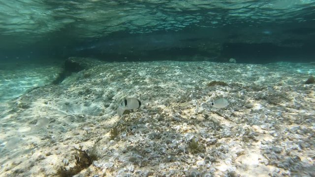 Unterwasser im Meer mit Actioncam