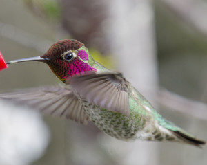 Close up of an Anna's Hummingbird hovering at a feeder.  Branches and flowers out of focus behind.  Wings blurred.