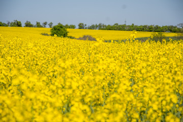Rapsfeld im Frühling