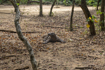 A lone Komodo Dragon in a forest in the Komodo National Park.