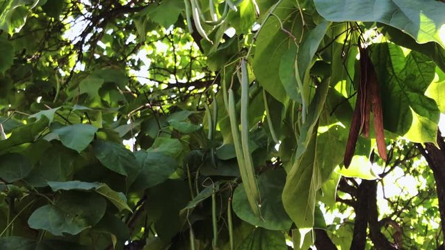 4k, Closeup of a northern catalpa fruits (Catalpa speciosa).