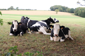 Holstein Frisian cows in the meadow