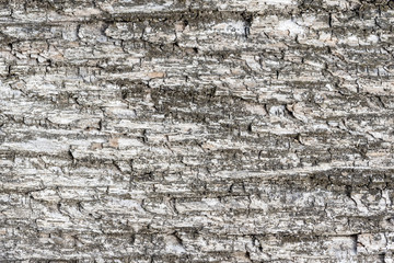 The surface of the old tree