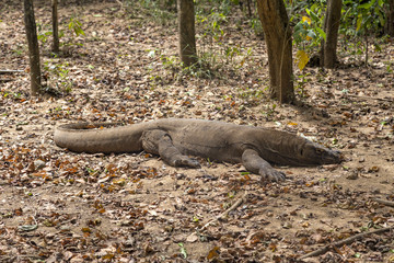 A mature Komodo Dragon rests its head on the forest floor on Komodo Island.