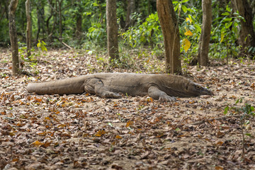 A low angle view of a komodo dragon resting its head on the ground on Komodo Island.