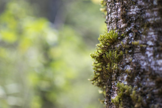 Forest in Nanacamilpa