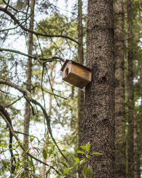 Forest in Nanacamilpa