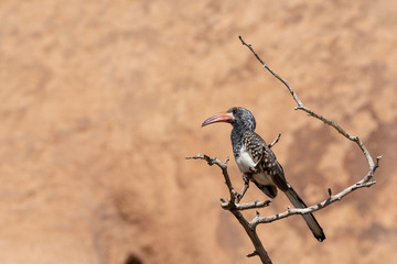 Red-billed Monteiro's hornbill sitting on branch with brown granite background