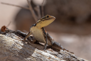 Curious namibian rock lizard on a tree branch