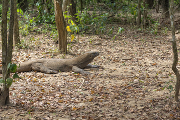 A Komodo Dragon with a raised head looking out at the forest floor in the Komodo National Park in Indonesia.
