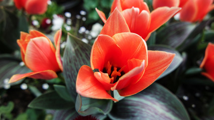 Makro orangene exotische spitze Blume Pflanze