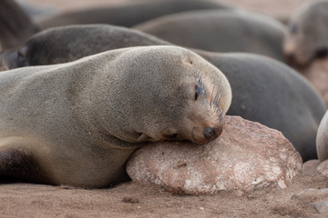 Tiered sleeping seal with head on rock