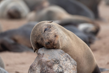 Naklejka premium Happy sleeping seal on rock
