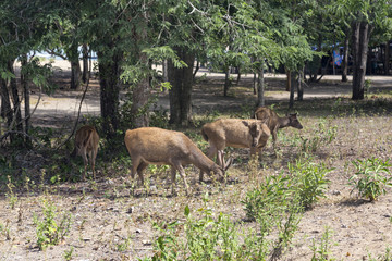 Naklejka na ściany i meble A group of deer feed on Komodo Island in the Komodo National Park in Indonesia.