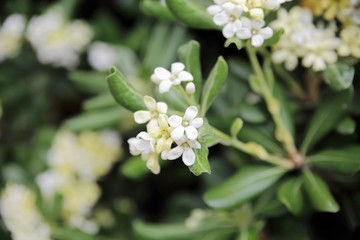 Trieste, castello di Miramare e landscapes