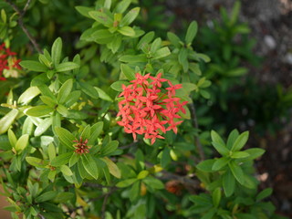 Red flowers in garden