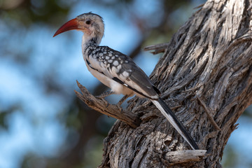 Beautiful damara red-billed hornbill portrait in a tree