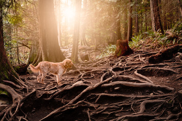 Happy dog, Labradoodle, going for a forest walk.