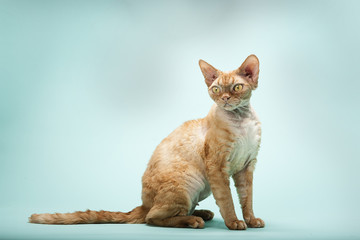 Red Tabby Devon Rex Cat