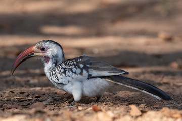 Portrait of damara red-billed hornbill foraging sand ground