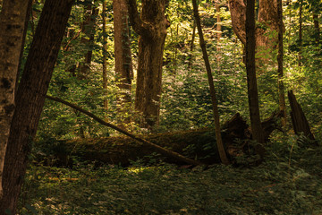 Fallen tree