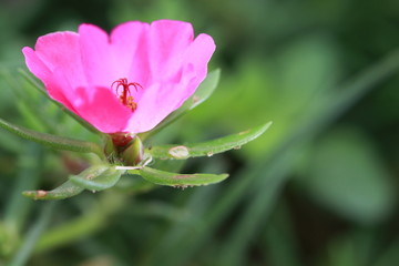 Transparent pink flower on green background