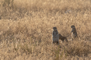 Family of ground squirrel standing in field back lit