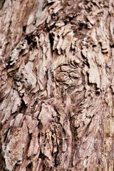 Tree Bark 3