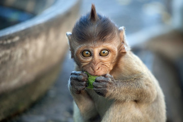 可愛いサル