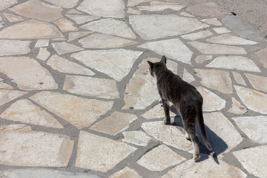 Chat dans Cyclades en Gr&egrave;ce