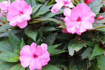 Flowers Pink