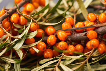 Branch of sea buckthorn berries