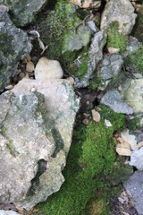 Moss rocks