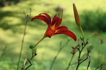 Red lily