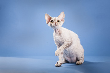 Silver Chocolate Tabby Devon Rex