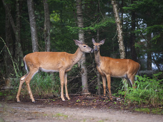 White-tailed deers in Parc National du Mont-Tremblant