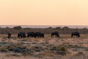 Silhouette of a herd of  wildebeest antelopes at dawn, Etosha National Park, Namibia