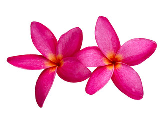 The most beatiful plumeria flowers.