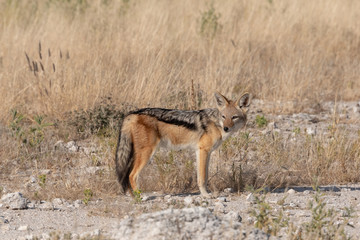 Naklejka na ściany i meble Portrait of black-backed jackal looking to one side in grassland, Etosha National Park, Namibia