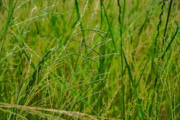 Close up shot with selective focus Grass