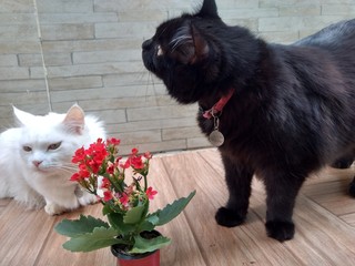 Cats and Flower