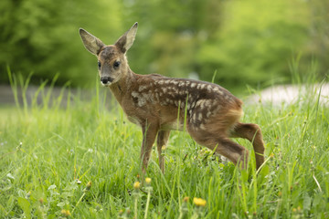 Beautiful Deer Fawn
