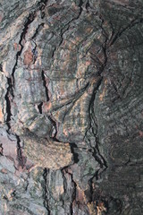 bark tree lines