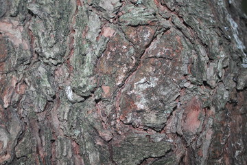 unusual bark