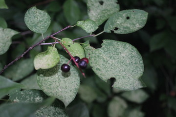 berries and leaves